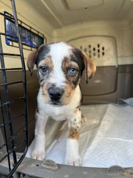 Dachshund and Terrier Dogs Available for Adoption in Fort Collins, Colorado - Sunflower | PetCurious