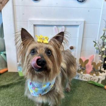 Silky Terrier Dogs Available for Adoption in Broken Arrow, Oklahoma - Dianthus | PetCurious