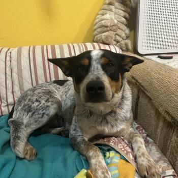 Australian Cattle Dog Blue Heeler Dogs Available for Adoption - Boone  ***Courtesy Listing For Luke