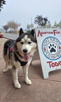 Rescue Alaskan Malamute and Siberian Husky Dogs for Adoption in Tracy, California - Thor | PetCurious