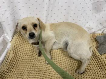 Chihuahua and Mixed Breed Dogs Available for Adoption in Modesto, California - TRUMPET | PetCurious