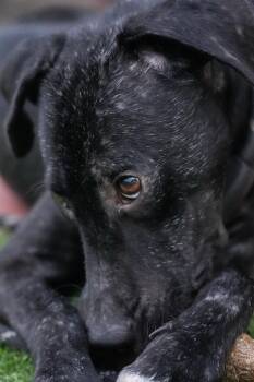 Rescue Greyhound Dogs for Adoption in Carolina, Carolina - Goodie - The Comeback Kid | PetCurious