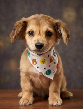 Mixed Breed Dogs Available for Adoption in Schertz, Texas - Oliver | PetCurious