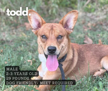 Rescue Mixed Breed Dogs for Adoption in Ashland, Kentucky - Todd | PetCurious