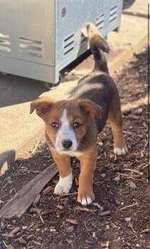 Cattle Dog Dogs Available for Adoption - Kindzi 1 | PetCurious