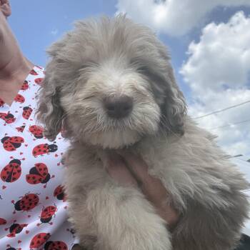 Lexi -  Poodle and Sheep Dog Dog for Adoption in Jefferson City, Tennessee - Lexi | PetCurious