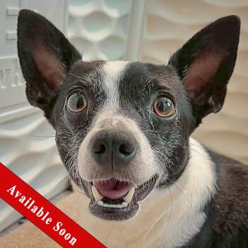 Roxie -  Rat Terrier and Jack Russell Terrier Dog for Adoption in Huntley, Illinois - Roxie | PetCurious