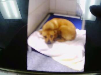 A1264371 -  Pit Bull Terrier and French Bulldog Dog for Adoption in Charlotte, North Carolina - A1264371 | PetCurious