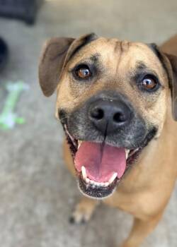 Viviana -  Pit Bull Terrier Dog for Adoption in Chicago, Illinois - Viviana | PetCurious