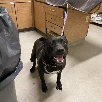 PEPPER ROSA GONSER -  Rottweiler and Mixed Breed Dog for Adoption in Modesto, California - PEPPER ROSA GONSER | PetCurious