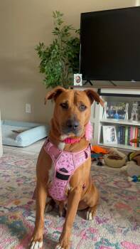 Rhodesian Ridgeback Dogs Available for Adoption in Tampa, Florida - Paisley | PetCurious
