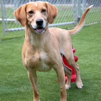 Gunner -  Hound and Mixed Breed Dog for Adoption in Parkersburg, West Virginia - Gunner | PetCurious