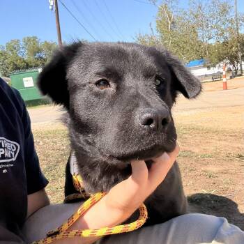 Raven -  Labrador Retriever Dog for Adoption in Columbia, South Carolina - Raven | PetCurious