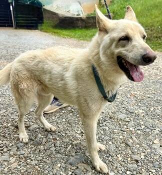 Vice -  German Shepherd Dog Dog for Adoption in Sparta, North Carolina - Vice | PetCurious