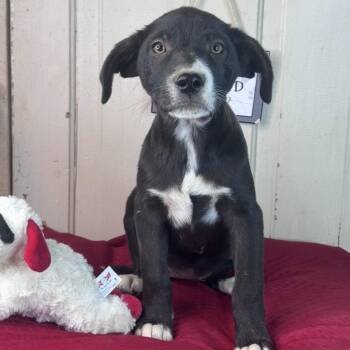 Black Labrador Retriever and Mixed Breed Dogs Available for Adoption - Winter $150 Total Adoption Fee | PetCurious