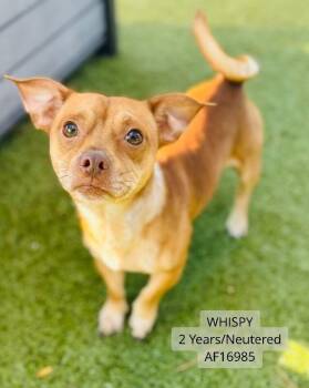 Whispy -  Chihuahua Dog for Adoption - Whispy | PetCurious