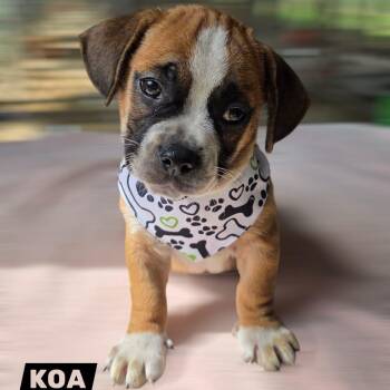 Rescue Mixed Breed Dogs for Adoption in Baldwin, Maryland - Koa | PetCurious