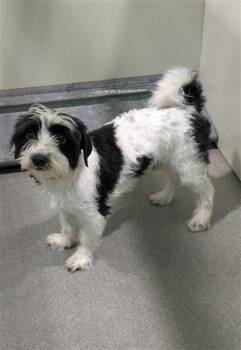 Maltese and Mixed Breed Dogs Available for Adoption - YOKIE | PetCurious