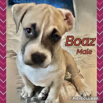 Boaz -  Boxer Dog for Adoption in Manchester, Connecticut - Boaz | PetCurious