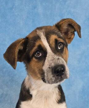 Australian Shepherd Dogs Available for Adoption in Newport, Tennessee - Denman | PetCurious