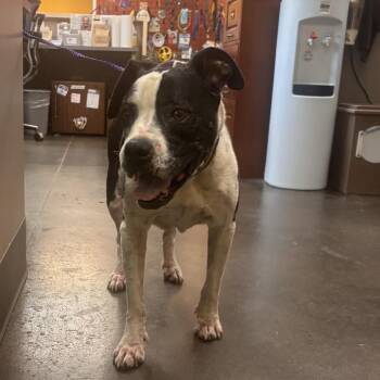 Trudy -  Boxer and Pit Bull Terrier Dog for Adoption in Norman, Oklahoma - Trudy | PetCurious