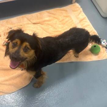 Mixed Breed Dogs Available for Adoption - Snickers | PetCurious