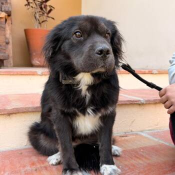 Chow Chow Dogs Available for Adoption - Elissa | PetCurious