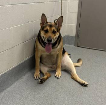 DUKE -  German Shepherd Dog Dog for Adoption in Indianapolis, Indiana - DUKE | PetCurious