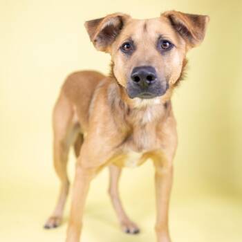 Mixed Breed Dogs Available for Adoption - Leo | PetCurious