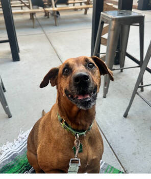 Rescue Mixed Breed Dogs for Adoption in San Diego, California - Miss Mango | PetCurious