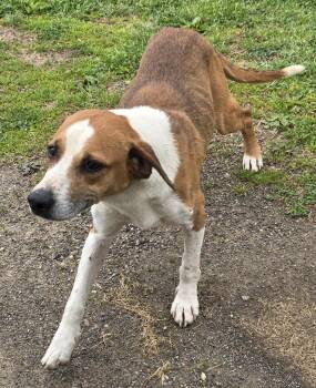 Hound and Mixed Breed Dogs Available for Adoption in Saint Clairsville, Ohio - Bravo | PetCurious