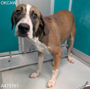 SMOKEY -  Hound and Pit Bull Terrier Dog for Adoption in Oklahoma City, Oklahoma - SMOKEY | PetCurious