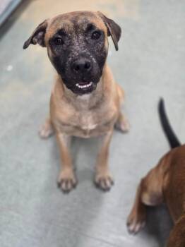 Shirley -  Mixed Breed Dog for Adoption in Danielsville, Georgia - Shirley | PetCurious