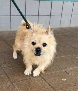 Hailey -  Cairn Terrier and Mixed Breed Dog for Adoption in Honolulu, Hawaii - Hailey | PetCurious