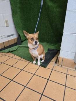 Chihuahua and Mixed Breed Dogs Available for Adoption in Gainesville, Florida - Penny | PetCurious