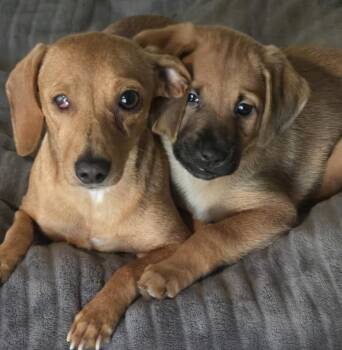 Dachshund Dogs Available for Adoption - Dax | PetCurious