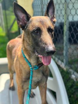 Ken -  Belgian Shepherd Malinois Dog for Adoption in Stafford, Virginia - Ken | PetCurious
