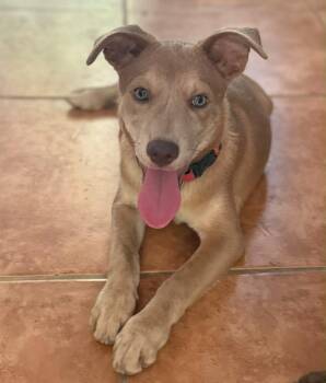 Wolfe -  Retriever and Labrador Retriever Dog for Adoption in Jenkintown, Pennsylvania - Wolfe | PetCurious