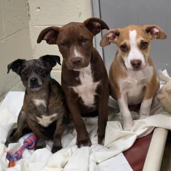 Tamara -  Pit Bull Terrier and Labrador Retriever Dog for Adoption - Tamara | PetCurious