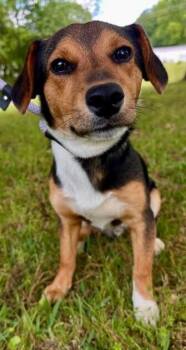 Beagle Dogs Available for Adoption in Washington, District Of Columbia - Mickey | PetCurious