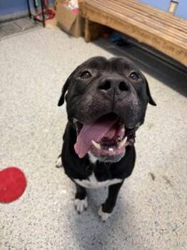 Eeyore -  Mastiff and Mixed Breed Dog for Adoption in Columbus, Indiana - Eeyore | PetCurious