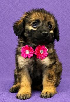 Lolly -  Poodle Dog for Adoption in Lodi, California - Lolly | PetCurious