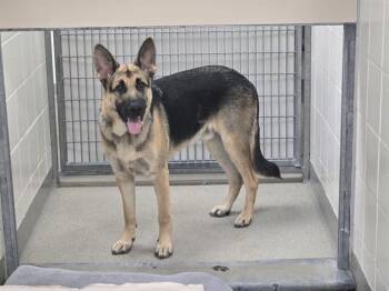 PANCHO -  German Shepherd Dog and Mixed Breed Dog for Adoption in Omaha, Nebraska - PANCHO | PetCurious
