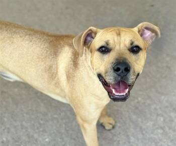 Rescue Pit Bull Terrier Dogs for Adoption in Brentwood, Missouri - CANELO | PetCurious