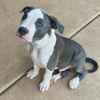 Oak -  Pit Bull Terrier Dog for Adoption in Pelham, New Hampshire - Oak | PetCurious