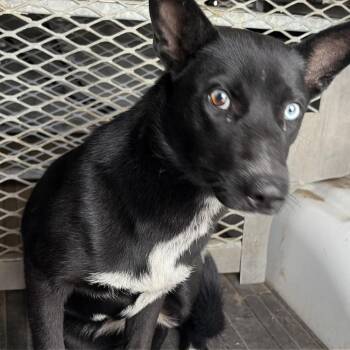 Husky and Mixed Breed Dogs Available for Adoption in Edinburg, Texas - Daphne | PetCurious