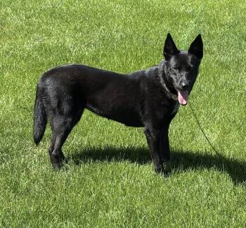 Shepherd Dogs Available for Adoption in Holiday Hills, Illinois - Brookie | PetCurious