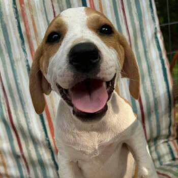 Mixed Breed Dogs Available for Adoption in Austin, Texas - Emmylou | PetCurious