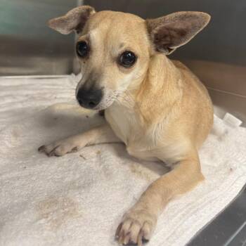 Chihuahua Dogs Available for Adoption in Blue Ridge, Georgia - Ellie | PetCurious