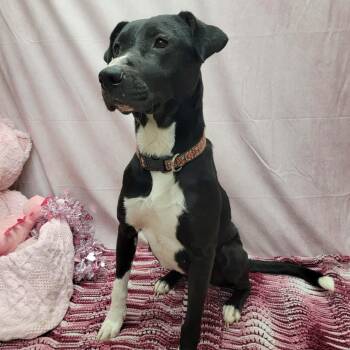 Black Labrador Retriever and Mixed Breed Dogs Available for Adoption - Linda | PetCurious